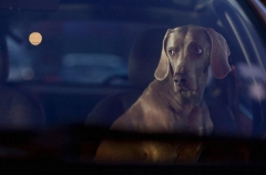 动物摄影：别把我留在车里