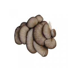 蘑菇 斤 （约12斤/筐）